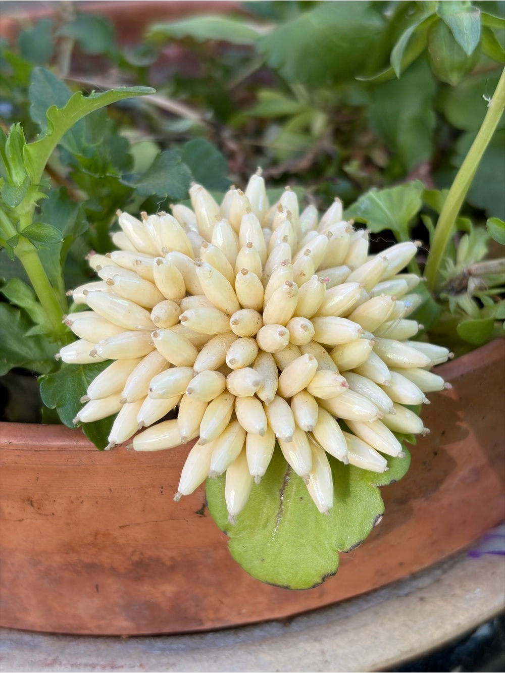 Vintage Gold Beaded Chrysanthemum Flower Yellow Brooch Pin